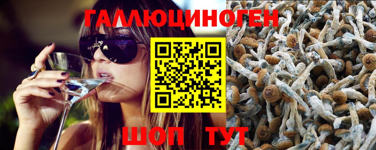 Ржев  Псилоцибиновые грибы Cubensis  Псилоцибиновые грибы прущие грибы  Вход с VPN 